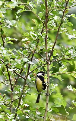 Planqué dans le vert
