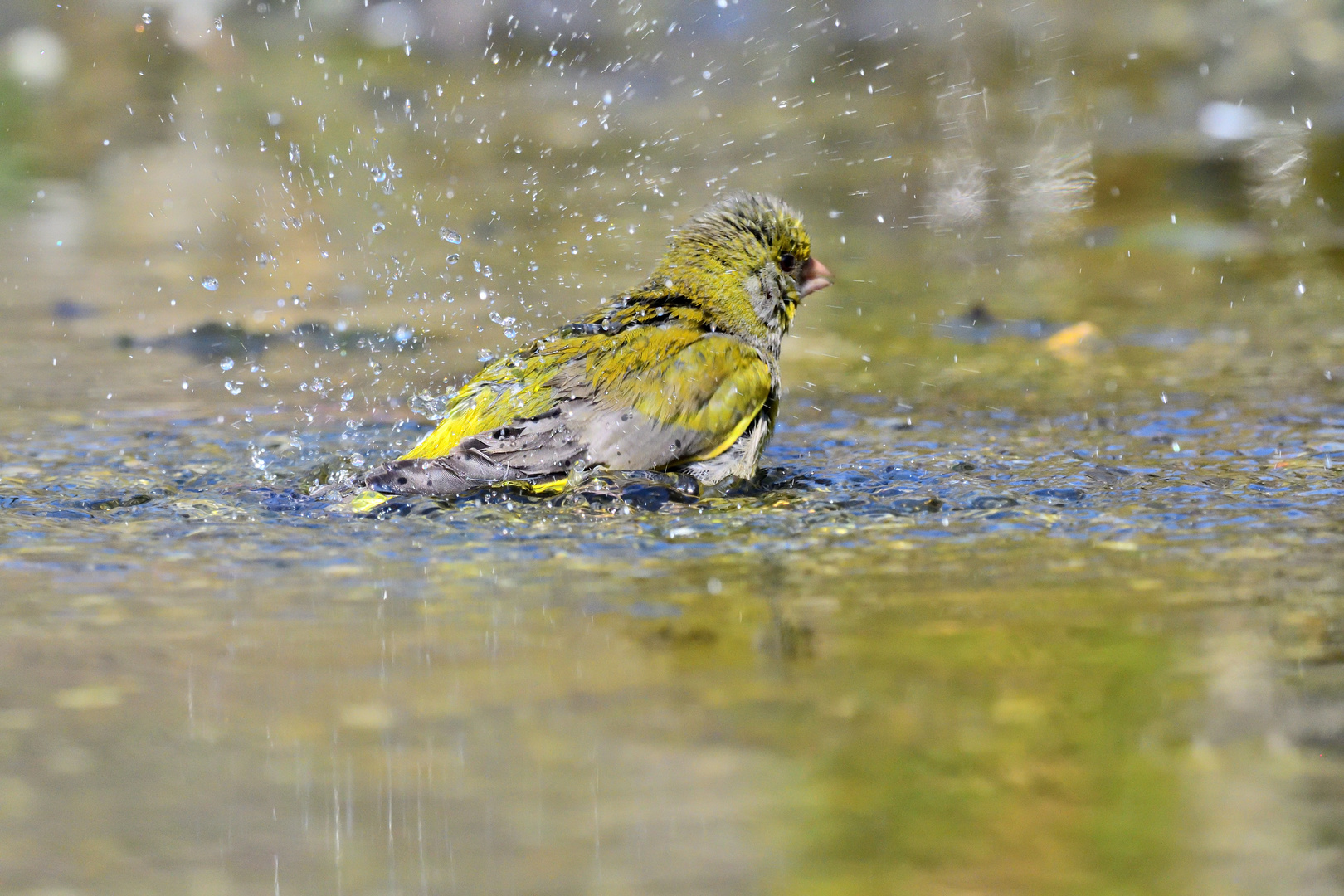 Planschen Foto & Bild europe, italy, vatican city, s marino, italy