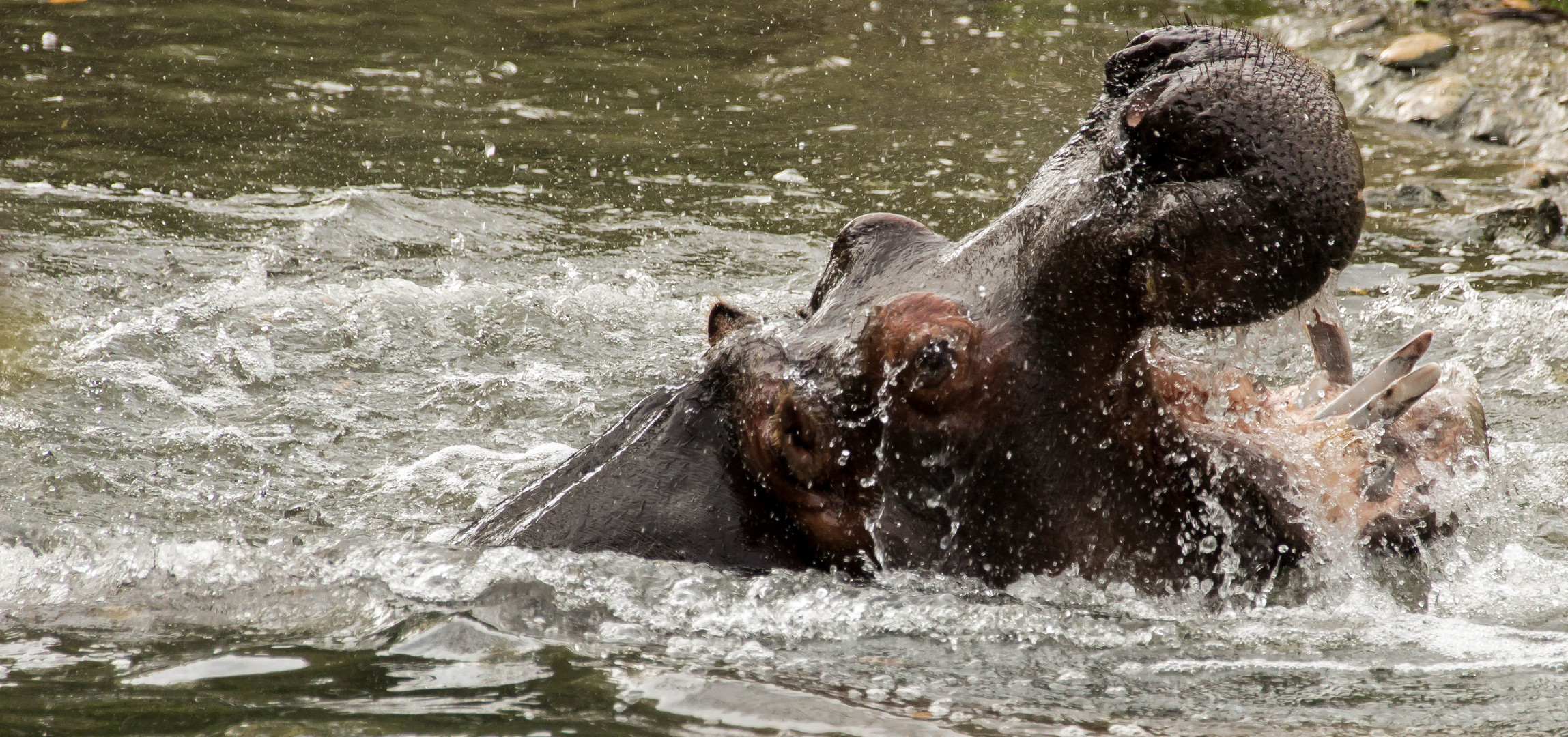 Planschen im Zoo