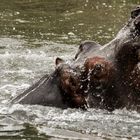 Planschen im Zoo