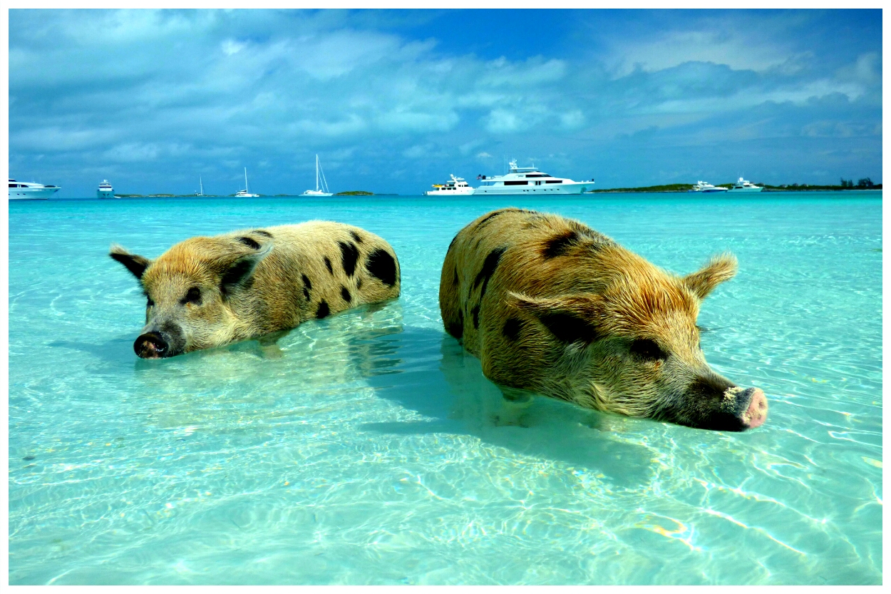 Planschen mit den schwimmenden Schweinen auf den Bahamas :-))