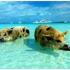 Planschen mit den schwimmenden Schweinen auf den Bahamas :-))