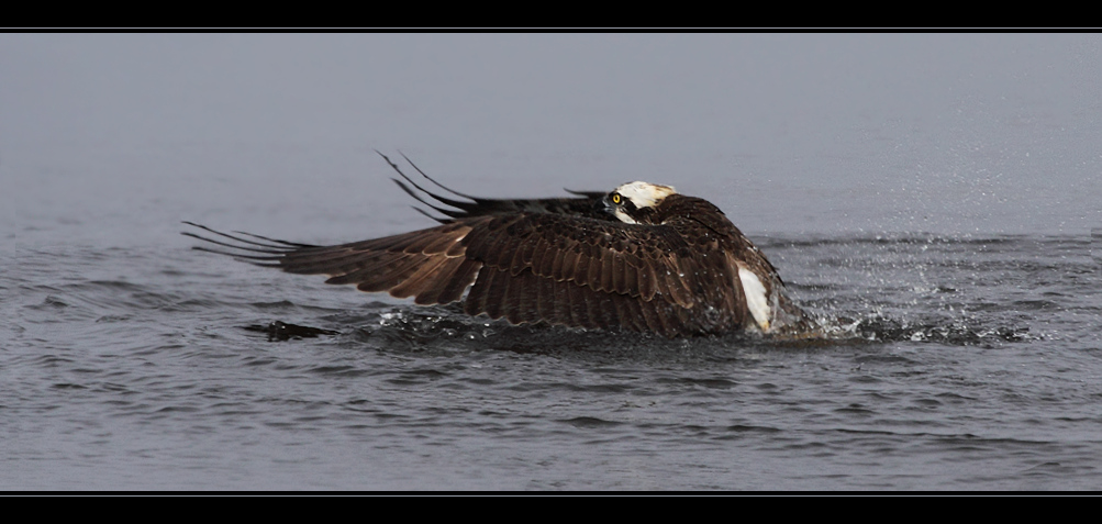 Planschender Adler