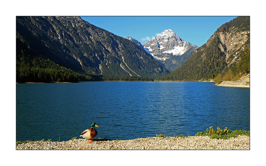 Plansee mit Ente