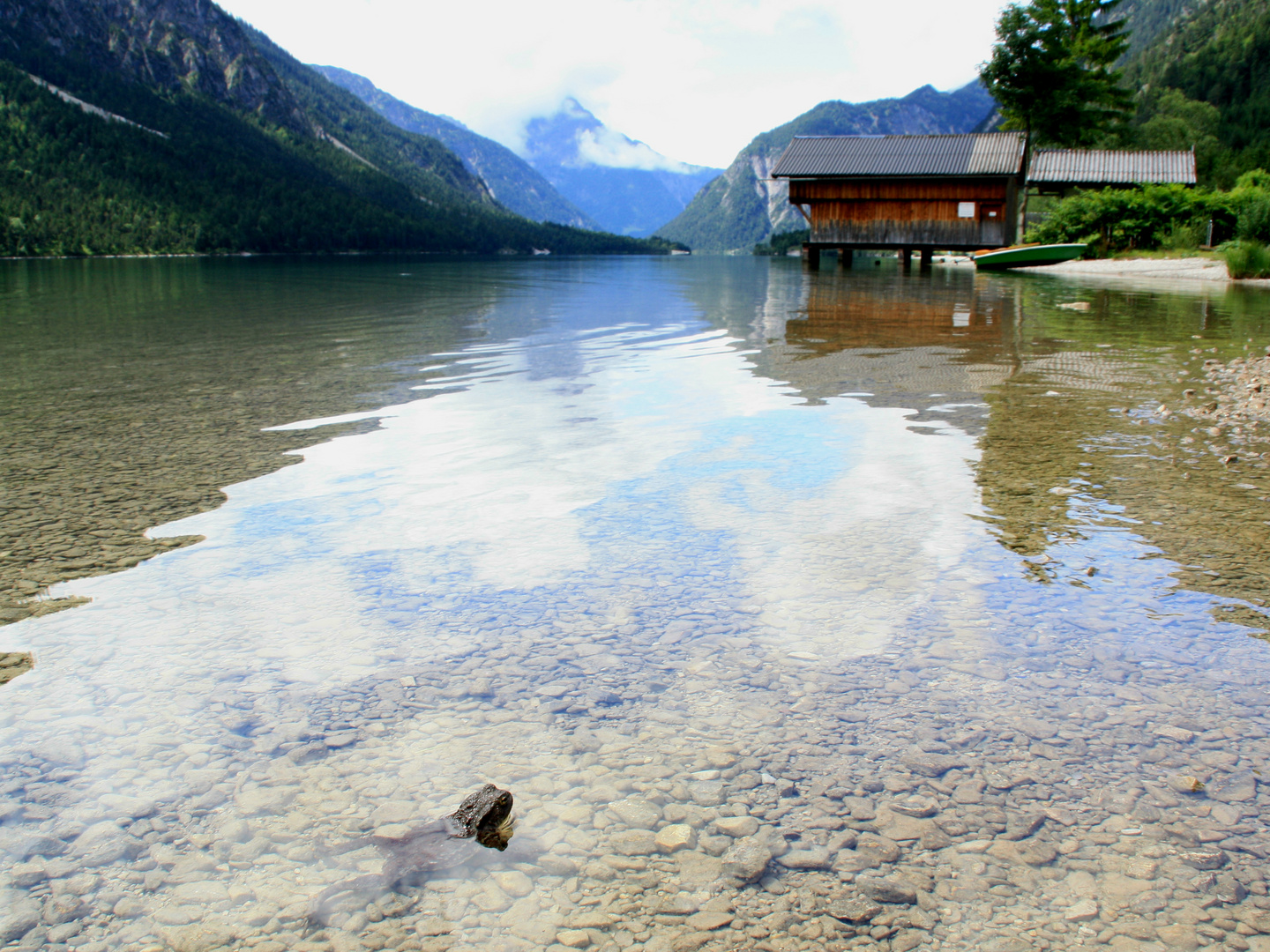 Plansee mit Kröte