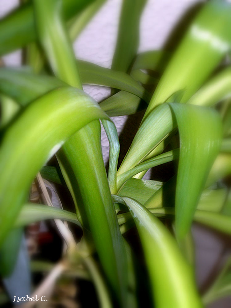 Plant