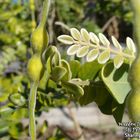 Plant at Weedon Island in St. Petersburg, Florida