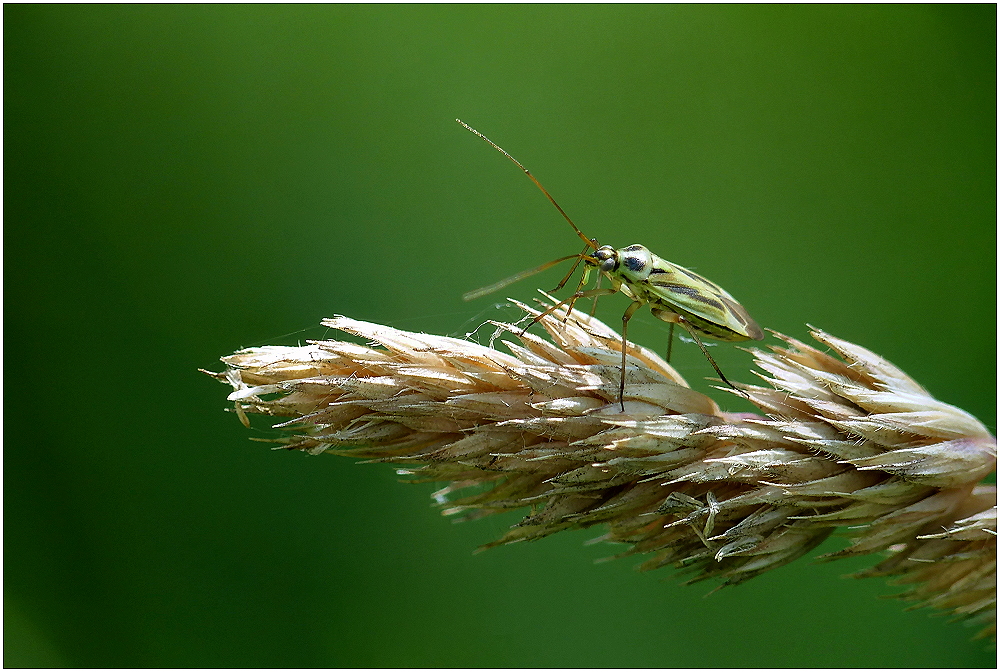 Plant Bug