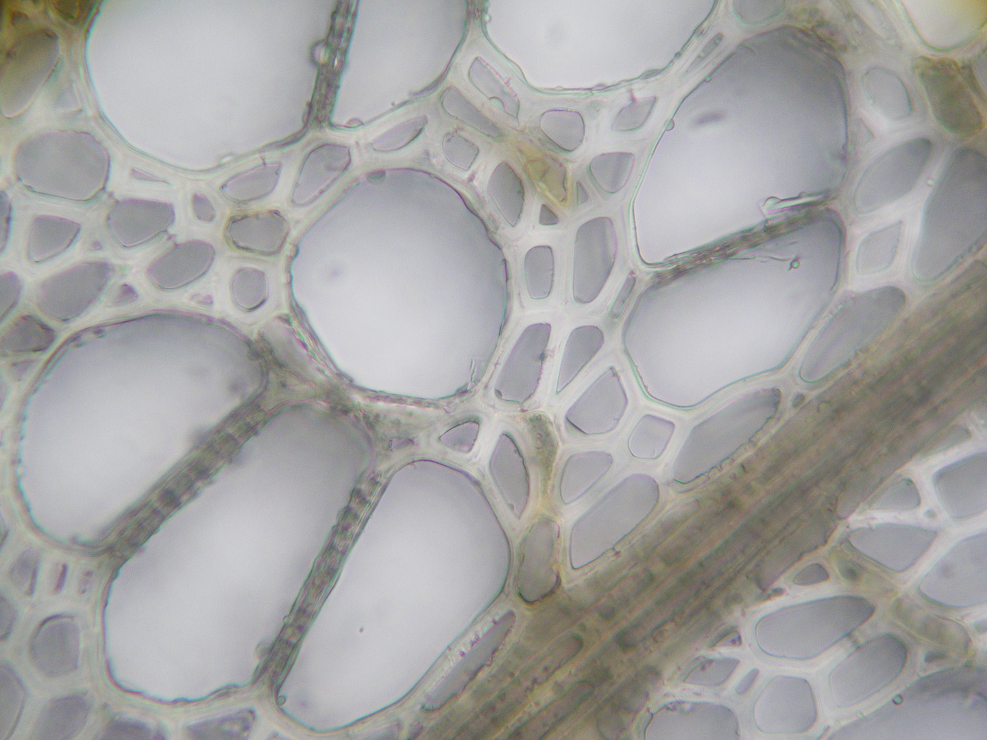 Plant cells