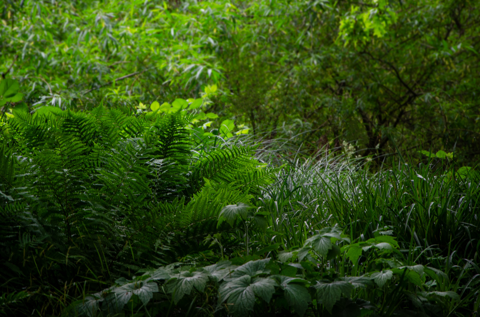 PLANT FOREST