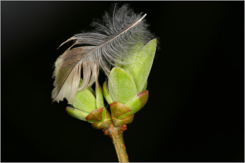 plant# "Frühling gleich doppelt"