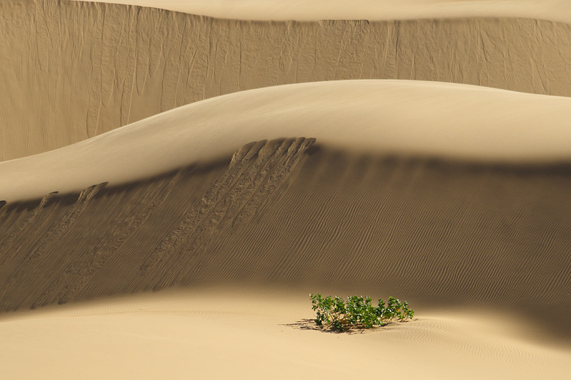 Plant in desert