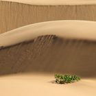 Plant in desert
