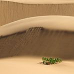 Plant in desert