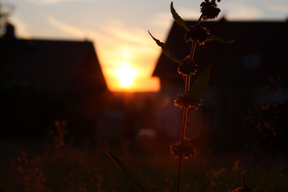 plant in front of sunset