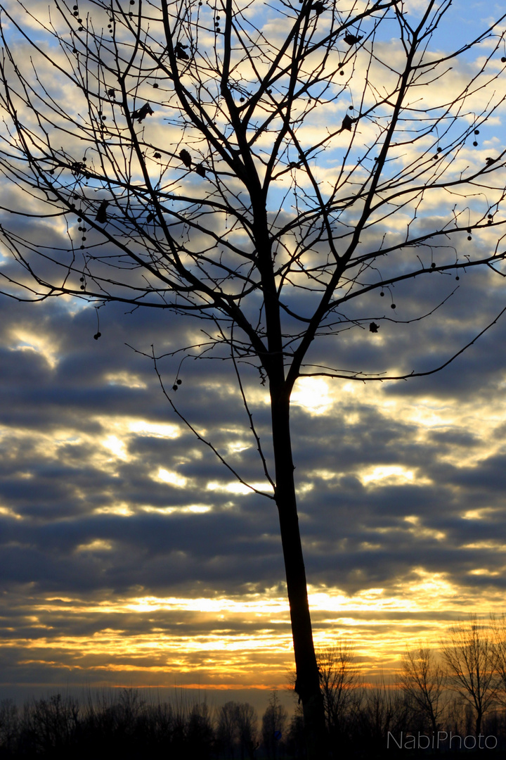 Plant in the clouds