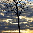 Plant in the clouds