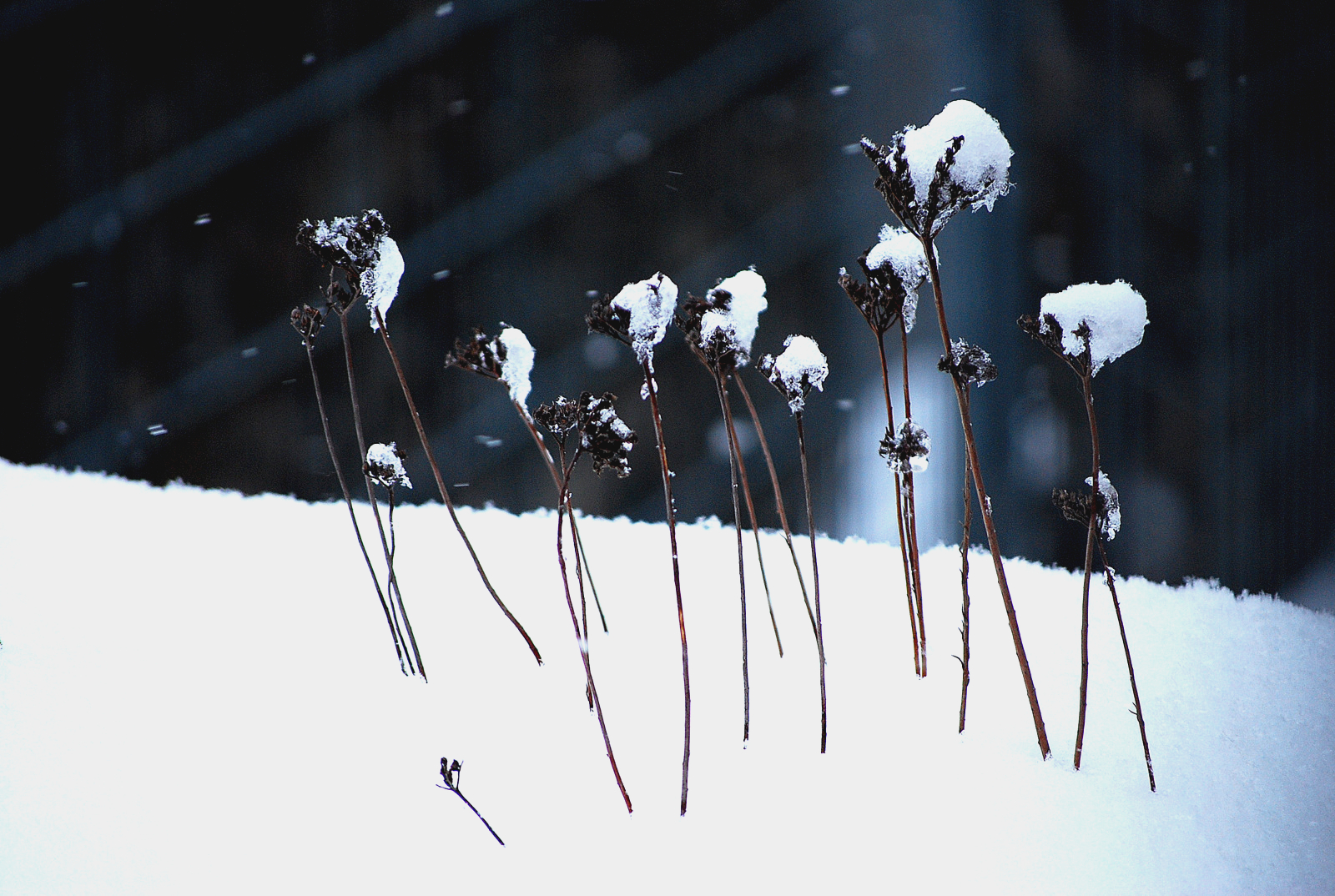 Plant in the snow