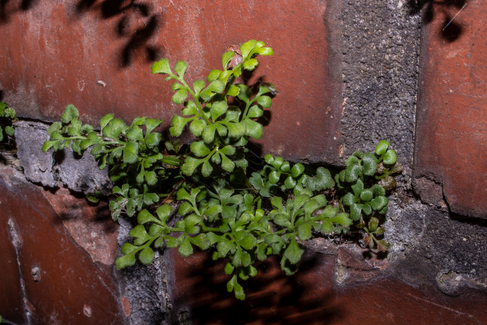 Plant On The Wall