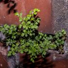 Plant On The Wall