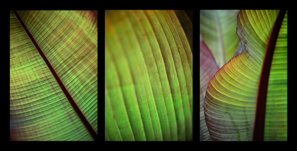 Plant Series III