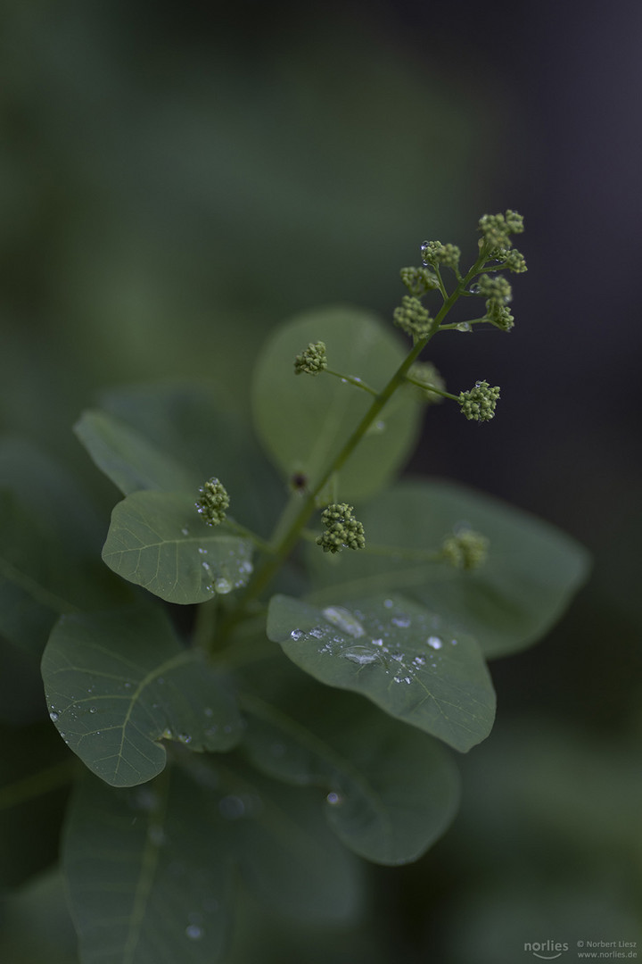 Plant with drops