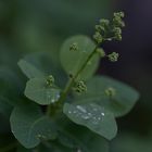 Plant with drops