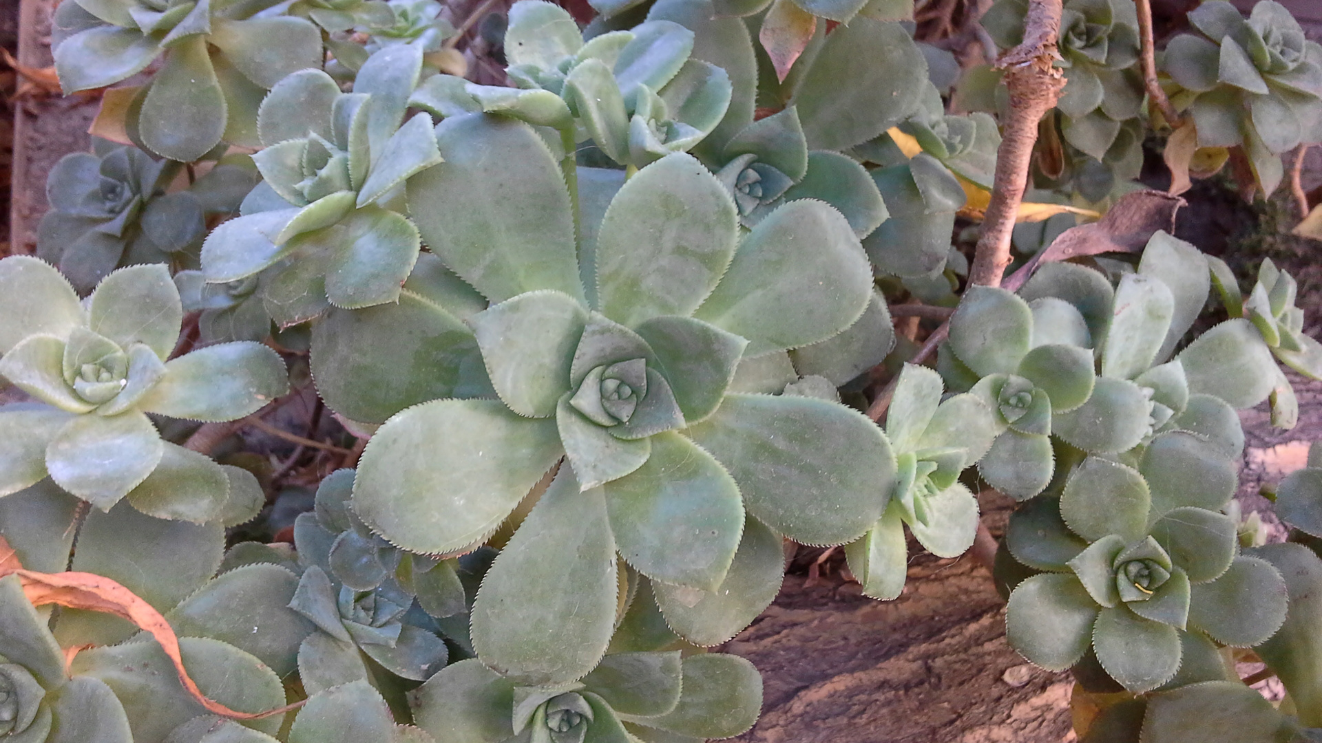 planta con forma de flor