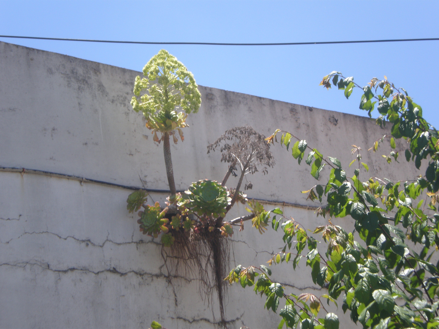 Planta en el muro