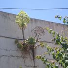 Planta en el muro