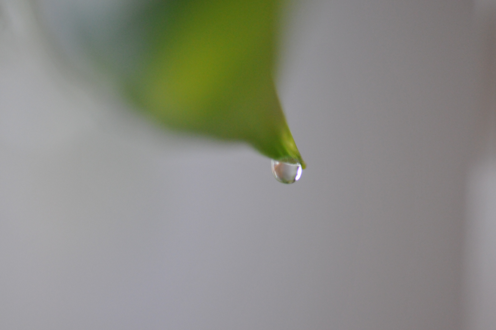 Planta trepadora exhalando agua por punta de hoja.