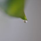 Planta trepadora exhalando agua por punta de hoja.