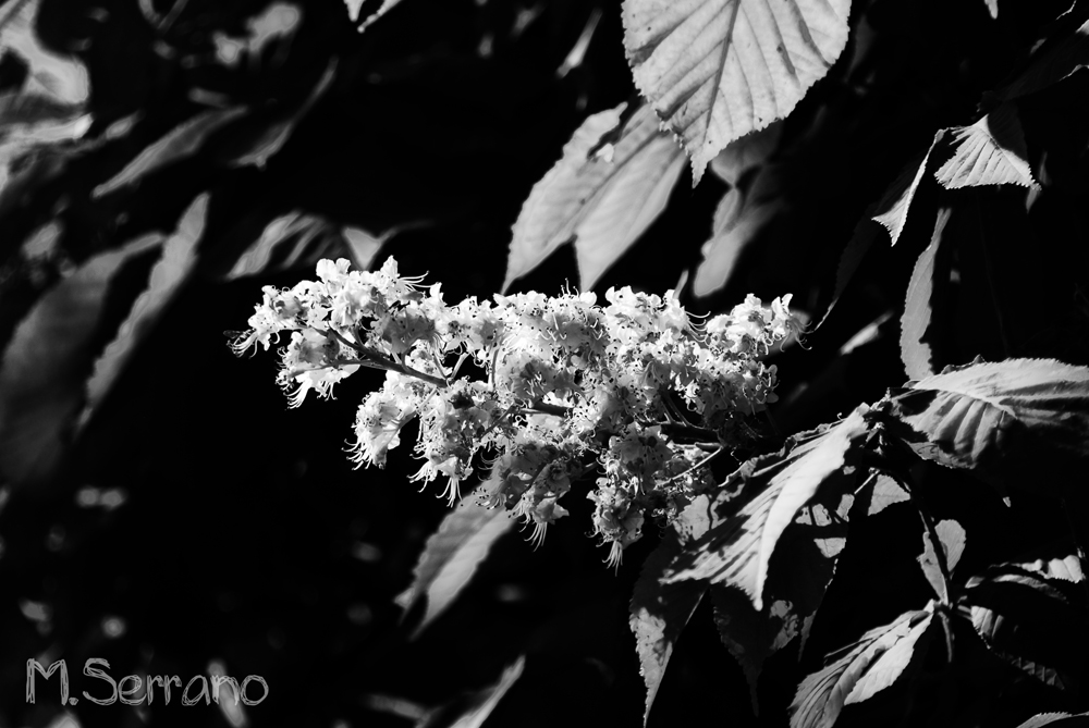 Planta y flor en Versalles