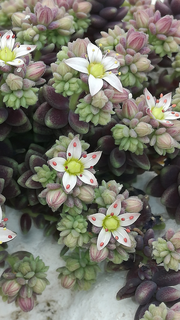 Planta y flores en pared