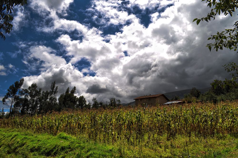 plantación de maíz ayacuchano