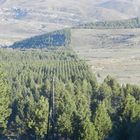 plantacion de pinos