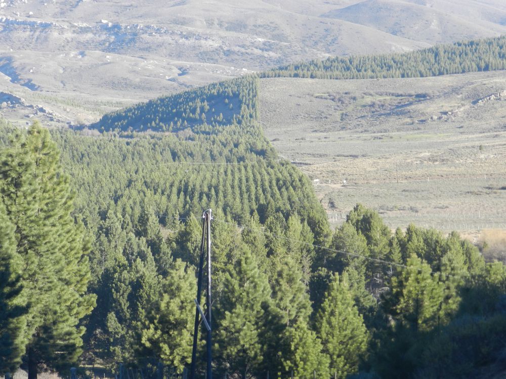 plantacion de pinos