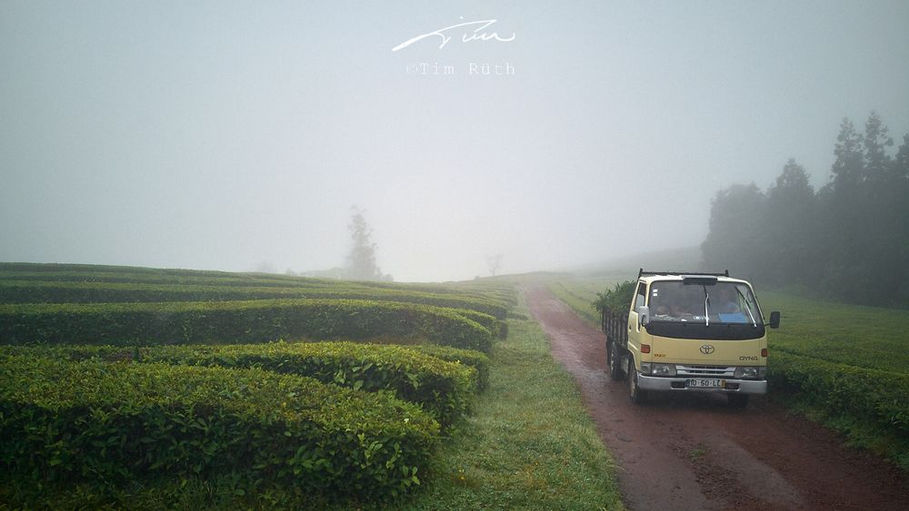 Plantación de té (2)