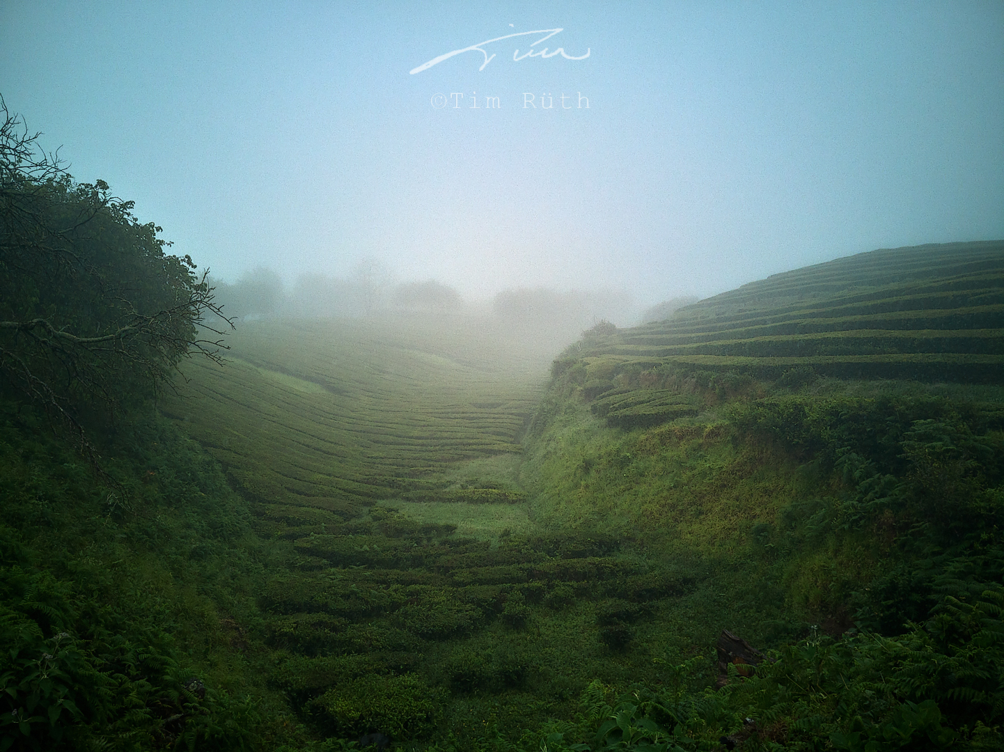 Plantación de té