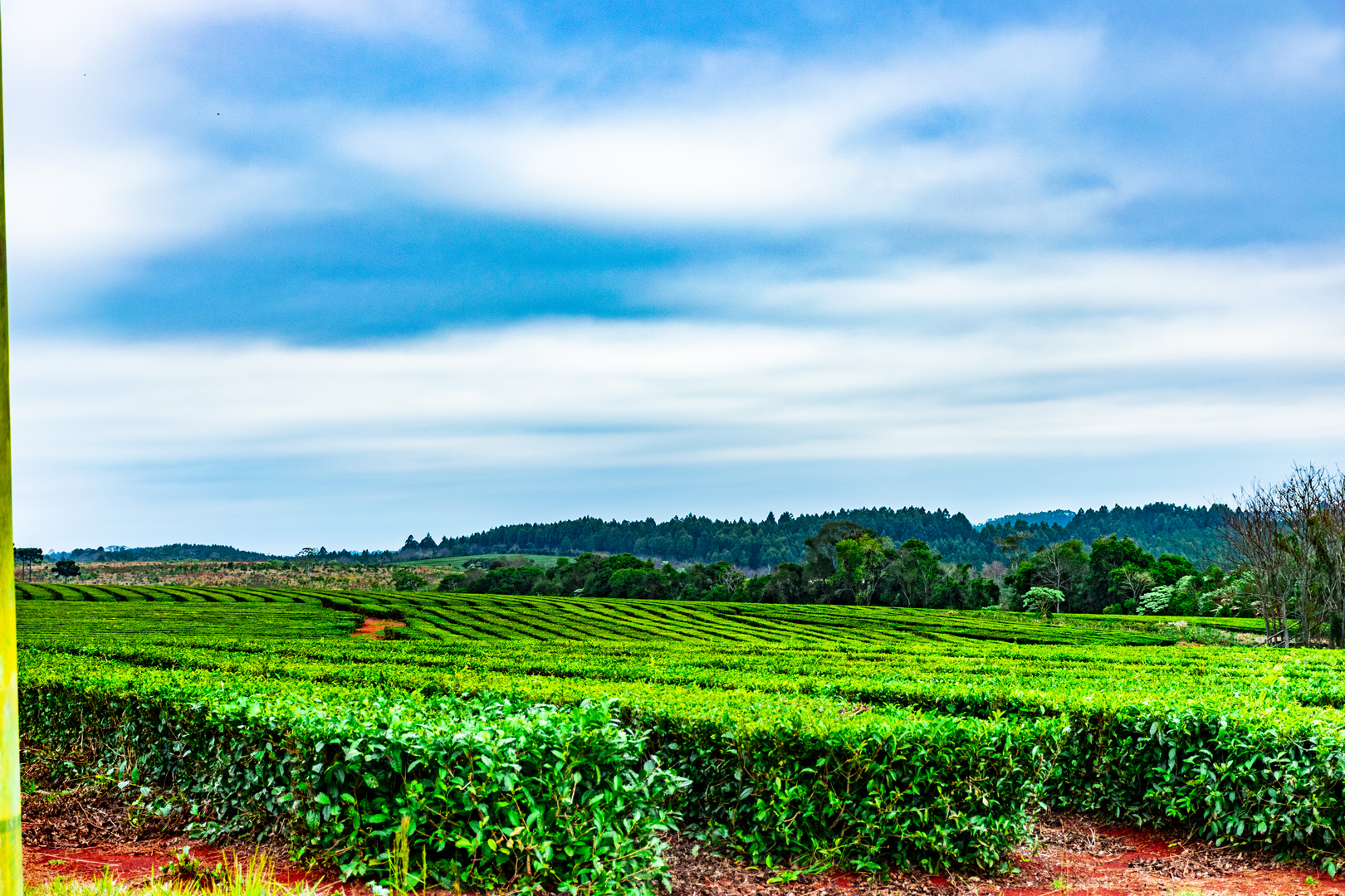 PLANTACION DE TE.