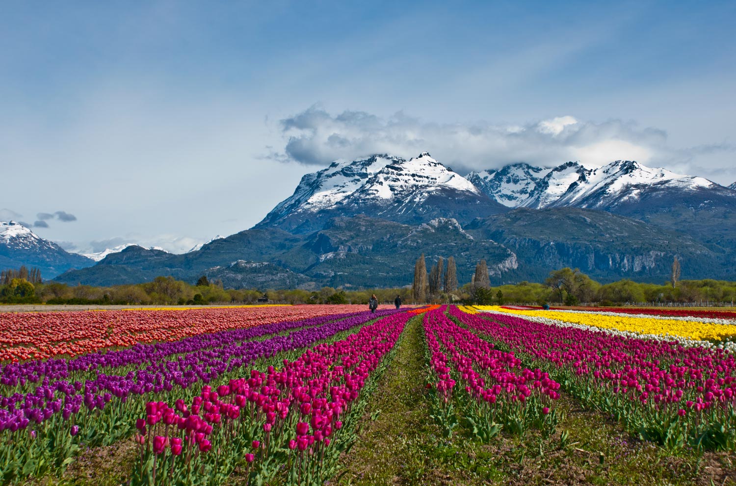 plantacion de tulipanes