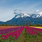 plantacion de tulipanes