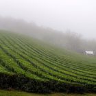 Plantaciones de Te