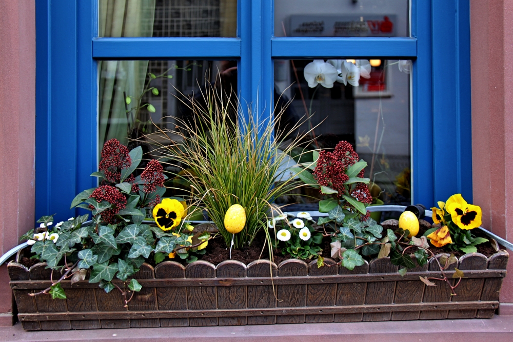 Plantage am Fenster