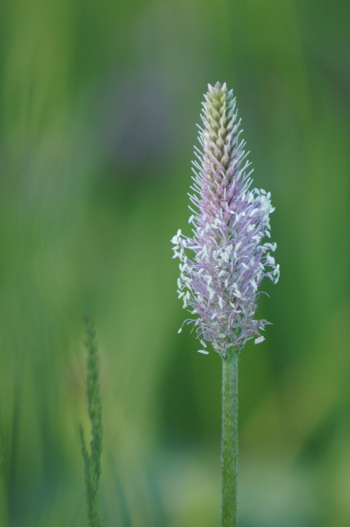 Plantago