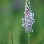 Plantago