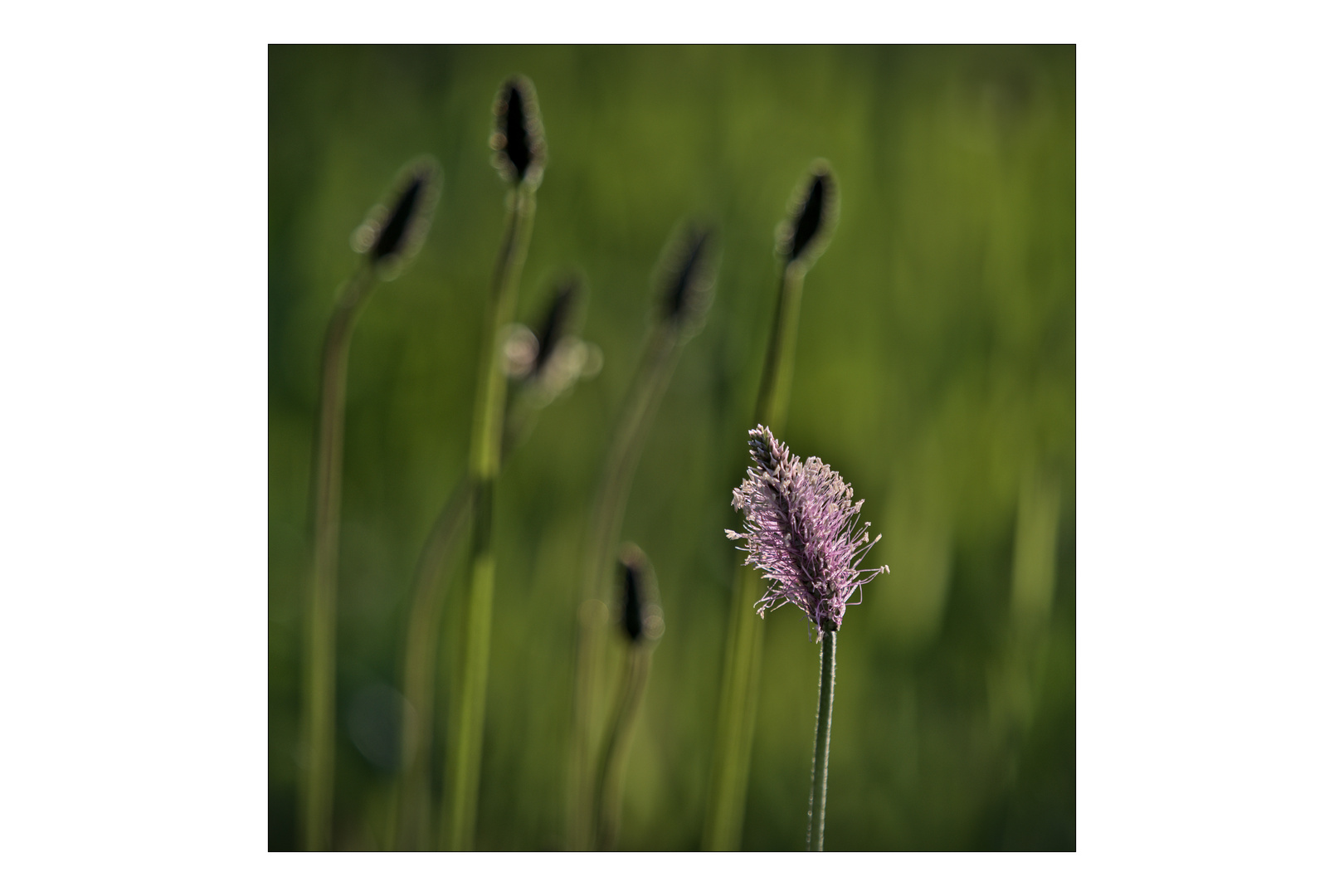 Plantago