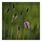 Plantago