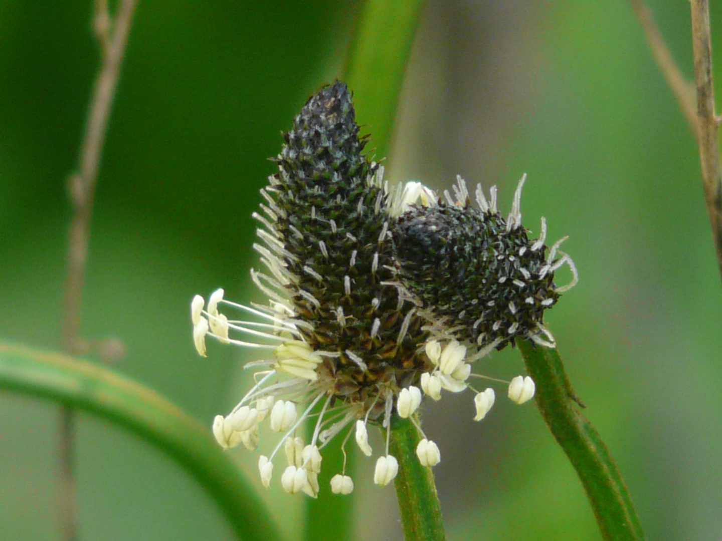 Plantago-Duo - anschmiegsam P1250168