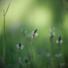 Plantago II